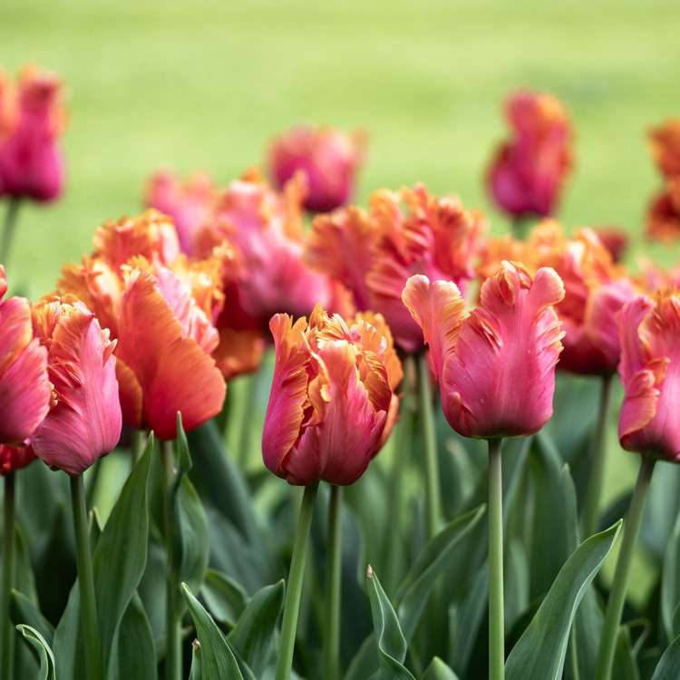 Tulpan 'Amazing Parrot'